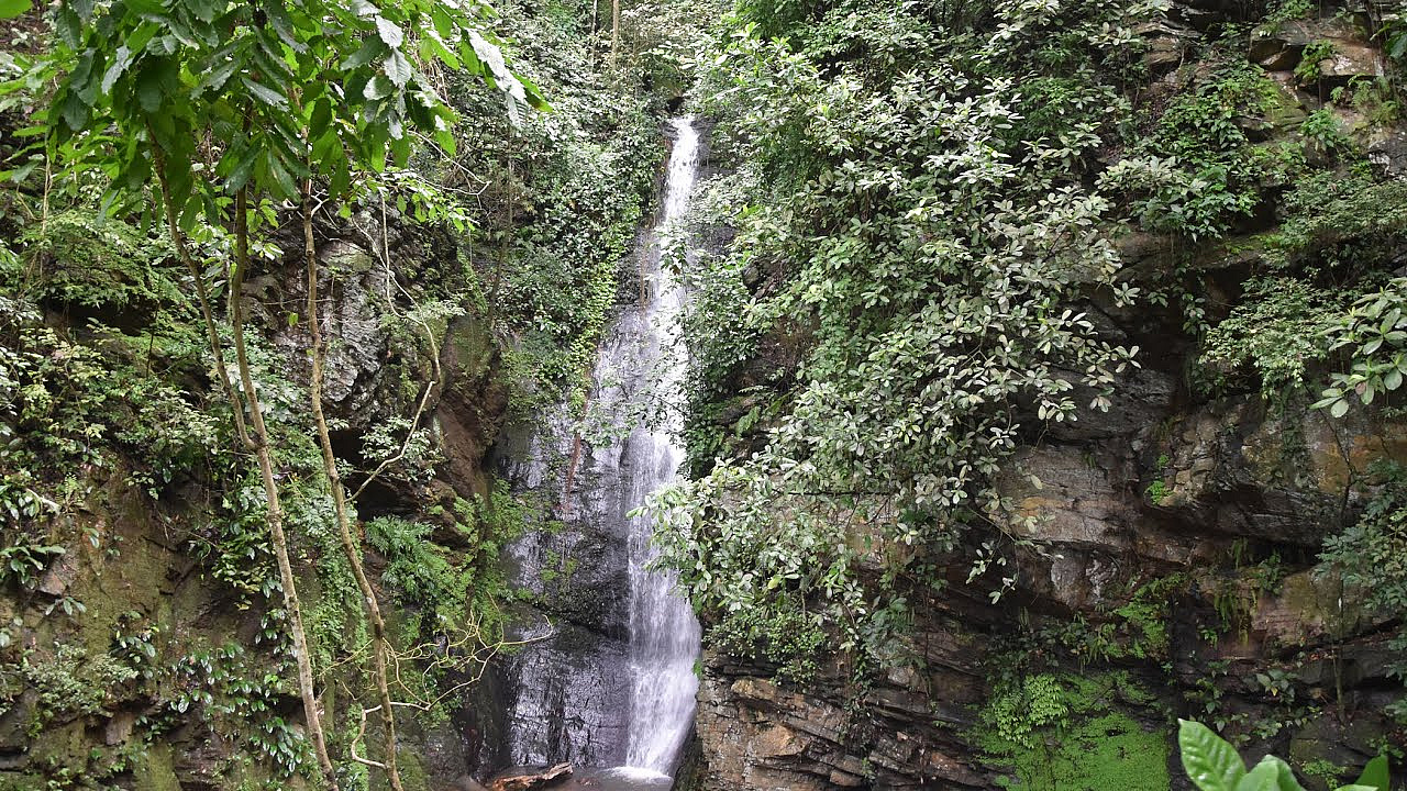 Der tropische Regenwald in 360 Grad